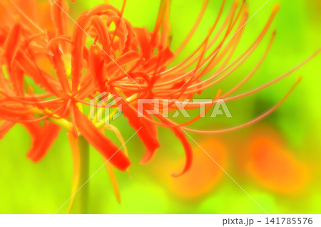 鮮やかな鮮紅色の彼岸花 鮮やかな鮮紅色の彼岸花 141785576
