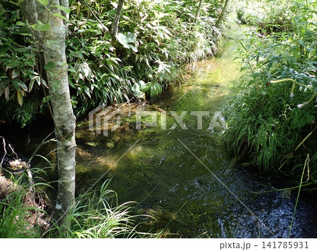 盛夏の上高地/大正池 盛夏の上高地/大正池 141785931