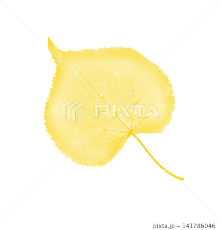 Yellow autumn leaf on white background 141786046