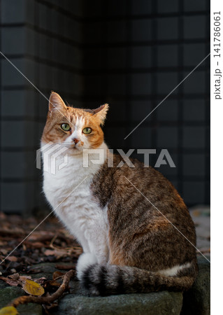 キリッとモデルのようなポーズを決めるキジトラ柄の野良猫 キリッとモデルのようなポーズを決めるキジトラ柄の野良猫 141786061