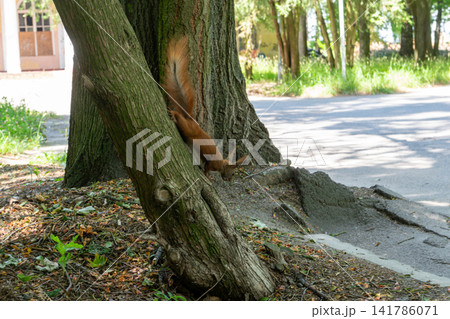 Fluffy Red Squirrel Climbing Down Tree Trunk in City Park Fluffy Red Squirrel Climbing Down Tree Trunk in City Park 141786071