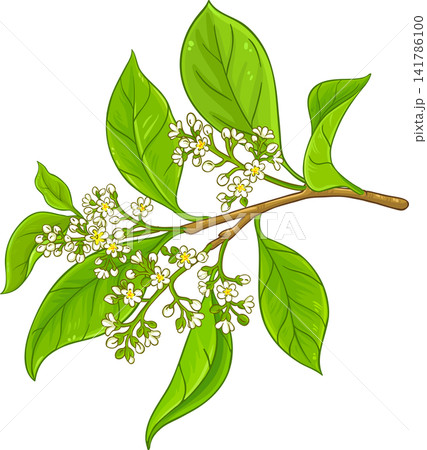 Camphor Branch with Flowers, Berries and Leaves Colored Detailed Illustration. Essential oil ingredient for cosmetics, spa, aromatherapy, health care, alternative medicine.Vector isolated for design o Camphor Branch with Flowers, Berries and Leaves Colored Detailed Illustration. Essential oil ingredient for cosmetics, spa, aromatherapy, health care, alternative medicine.Vector isolated for design o 141786100