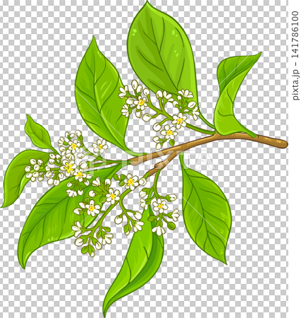 Camphor Branch with Flowers, Berries and Leaves Colored Detailed Illustration. Essential oil ingredient for cosmetics, spa, aromatherapy, health care, alternative medicine.Vector isolated for design o Camphor Branch with Flowers, Berries and Leaves Colored Detailed Illustration. Essential oil ingredient for cosmetics, spa, aromatherapy, health care, alternative medicine.Vector isolated for design o 141786100