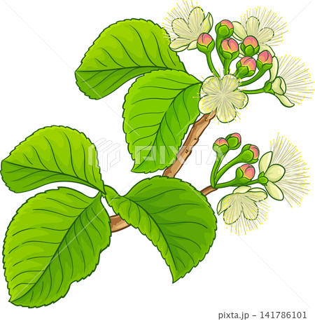 Caryocar Branch Colored Detailed Illustration 141786101