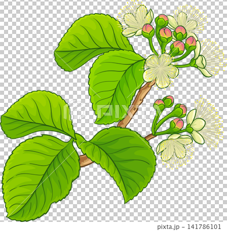Caryocar Branch Colored Detailed Illustration 141786101