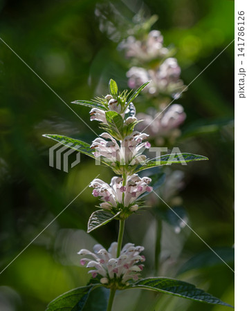薬草のキセワタの花が咲く 薬草のキセワタの花が咲く 141786126