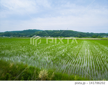 Young green rice paddy field in Hokuei countryside, Japan Young green rice paddy field in Hokuei countryside, Japan 141786202