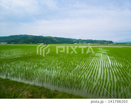 Green Rice Paddy Fields in Hokuei, Japan Green Rice Paddy Fields in Hokuei, Japan 141786203