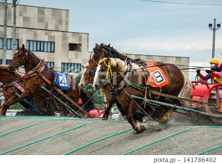 ばんえい競馬場でその力強いばん馬の走りに圧倒されて ばんえい競馬場でその力強いばん馬の走りに圧倒されて 141786402