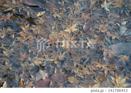 波紋のある浅い水に沈んだ秋の落ち葉の自然背景 波紋のある浅い水に沈んだ秋の落ち葉の自然背景 141786453