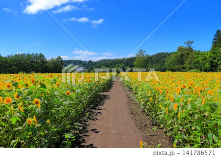 真夏の陽光に輝く黄色のひまわり|夏のエネルギーあふれる爽やかな風景 真夏の陽光に輝く黄色のひまわり|夏のエネルギーあふれる爽やかな風景 141786571