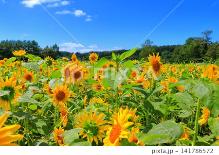 真夏の陽光に輝く黄色のひまわり｜夏のエネルギーあふれる爽やかな風景 141786572