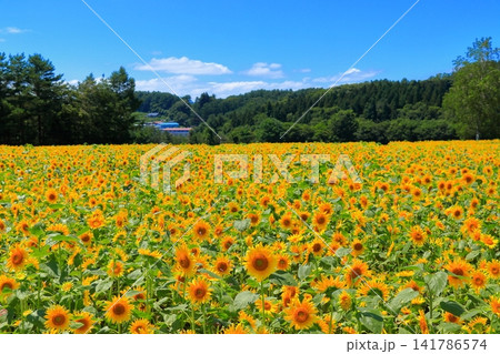 真夏の陽光に輝く黄色のひまわり|夏のエネルギーあふれる爽やかな風景 真夏の陽光に輝く黄色のひまわり|夏のエネルギーあふれる爽やかな風景 141786574