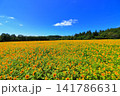 真夏の陽光に輝く黄色のひまわり｜夏のエネルギーあふれる爽やかな風景 141786631