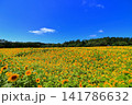真夏の陽光に輝く黄色のひまわり｜夏のエネルギーあふれる爽やかな風景 141786632