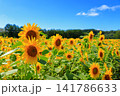 真夏の陽光に輝く黄色のひまわり｜夏のエネルギーあふれる爽やかな風景 141786633