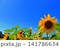 真夏の陽光に輝く黄色のひまわり｜夏のエネルギーあふれる爽やかな風景 141786634