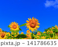 真夏の陽光に輝く黄色のひまわり｜夏のエネルギーあふれる爽やかな風景 141786635