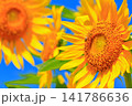 真夏の陽光に輝く黄色のひまわり｜夏のエネルギーあふれる爽やかな風景 141786636
