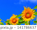 真夏の陽光に輝く黄色のひまわり｜夏のエネルギーあふれる爽やかな風景 141786637