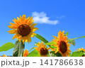 真夏の陽光に輝く黄色のひまわり｜夏のエネルギーあふれる爽やかな風景 141786638