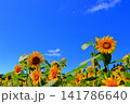 真夏の陽光に輝く黄色のひまわり｜夏のエネルギーあふれる爽やかな風景 141786640