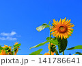 真夏の陽光に輝く黄色のひまわり｜夏のエネルギーあふれる爽やかな風景 141786641