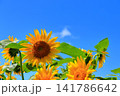 真夏の陽光に輝く黄色のひまわり｜夏のエネルギーあふれる爽やかな風景 141786642