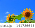 真夏の陽光に輝く黄色のひまわり｜夏のエネルギーあふれる爽やかな風景 141786643