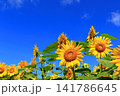 真夏の陽光に輝く黄色のひまわり｜夏のエネルギーあふれる爽やかな風景 141786645