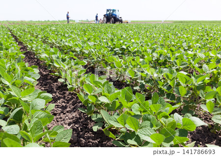 Green ripening soybean field, farmers with tractor in the background Green ripening soybean field, farmers with tractor in the background 141786693