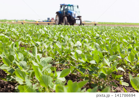 Green ripening soybean field, farmer driving tractor in the background Green ripening soybean field, farmer driving tractor in the background 141786694