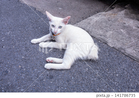 The cute White cat are sleeping on the floor The cute White cat are sleeping on the floor 141786735