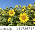 青空を背景に咲く満開のひまわり畑 141786747