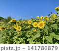 青空に向かって咲くひまわり 141786879