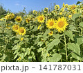 青空の下で咲き誇る満開のひまわり畑　夏の自然風景 141787031