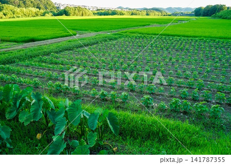 青々とした水田に隣接する若い大豆畑 青々とした水田に隣接する若い大豆畑 141787355