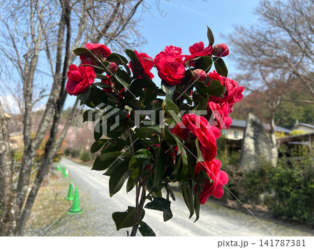 青空の下で満開に咲く赤い八重咲きの椿の花と蕾 春の日本の風景　6 141787381
