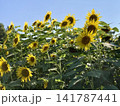 青空の下で咲き誇るひまわり畑 夏を彩る自然風景  141787441