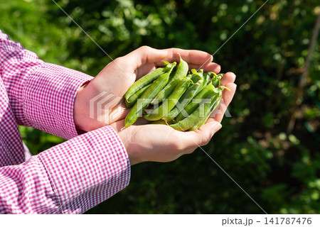 Fresh Green Pea Harvest In Woman Farmer Hands. Organic Home Gardening, Seasonal Harvest, Local Produce And Sustainable Agriculture Concept Fresh Green Pea Harvest In Woman Farmer Hands. Organic Home Gardening, Seasonal Harvest, Local Produce And Sustainable Agriculture Concept 141787476