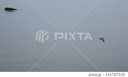 穏やかな凪の海を飛ぶウミネコ 141787520