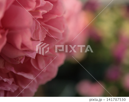 5月に美しく咲いた深いピンク色のバラの花「ボスコベル」 141787530