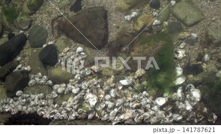透き通った海の海底に連なるサザエや岩ガキの貝殻 透き通った海の海底に連なるサザエや岩ガキの貝殻 141787621