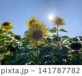 真夏の太陽と青空に映えるひまわり畑  141787782