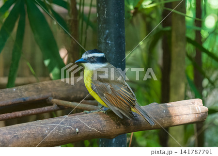 木陰の鳥舎で木製の柵にとまるキバラオオタイランチョウ 141787791