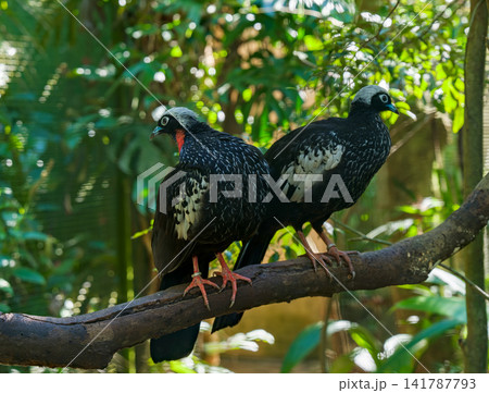 熱帯鳥舎の枝に並んでとまる二羽のカオグロナキシャクケイ 熱帯鳥舎の枝に並んでとまる二羽のカオグロナキシャクケイ 141787793