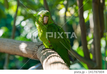 木漏れ日の中で目を閉じてくつろぐメジロメキシコインコ 木漏れ日の中で目を閉じてくつろぐメジロメキシコインコ 141787804