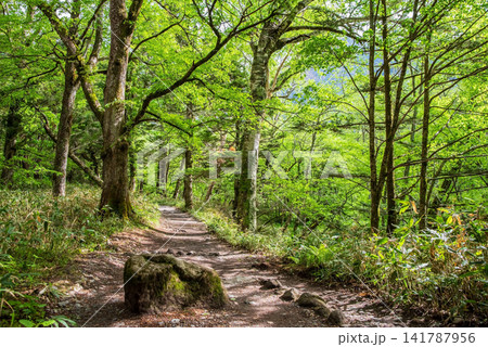 初夏の上高地・新緑の遊歩道《長野県 松本市》 初夏の上高地・新緑の遊歩道《長野県 松本市》 141787956