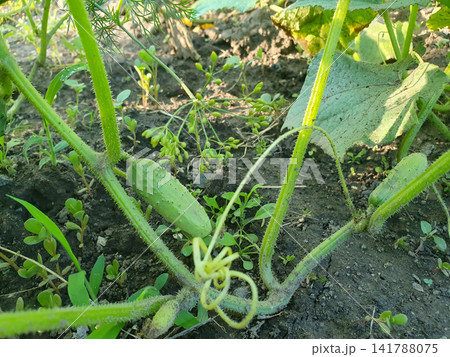Fresh green cucumbers growing on vine in organic vegetable garden ground under natural sunlight Fresh green cucumbers growing on vine in organic vegetable garden ground under natural sunlight 141788075