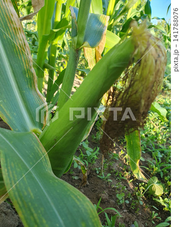 Close up of a fresh green corn cob ripening on a stalk in an organic agricultural field under bright natural daylight Close up of a fresh green corn cob ripening on a stalk in an organic agricultural field under bright natural daylight 141788076